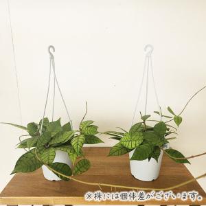 観葉植物 ホヤ カリストフィラ 4号 吊り鉢 ...の詳細画像3