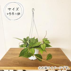 観葉植物 ホヤ カリストフィラ 4号 吊り鉢 ...の詳細画像4