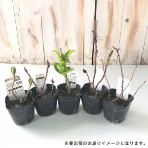 予約販売 山アジサイ あいの流れ星 9cmポッ...の詳細画像2