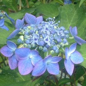 八重咲き ペチュニア フラメンコ ブルーベリー 3.5号ポット苗 寄せ植え