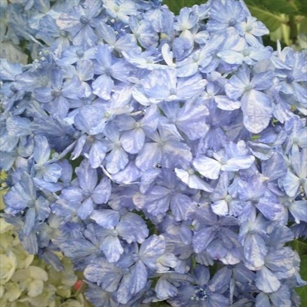 予約販売 山アジサイ 有松 9cmポット 登録品種 苗 花苗 苗木 山あじさい ヤマアジサイ 山紫陽...