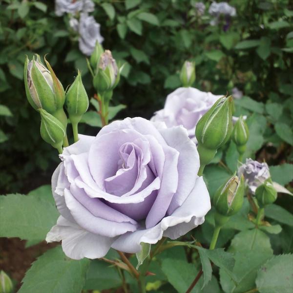 予約販売 バラ苗 バラ大苗 禅ローズ オンディーナ 四季咲き 薔薇 ばら 送料無料 紫 ommo 3...