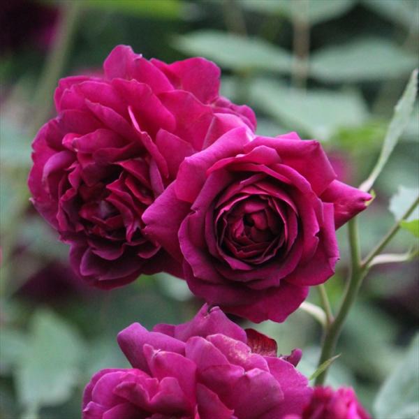 予約販売 バラ苗 バラ大苗 禅ローズ 真夜（まよ） 四季咲き 薔薇 ばら 送料無料 黒 赤 ommo...