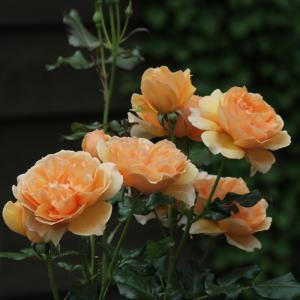 予約販売 バラ苗 バラ大苗 禅ローズ 桃心（もこ） 返り咲き 薔薇 ばら