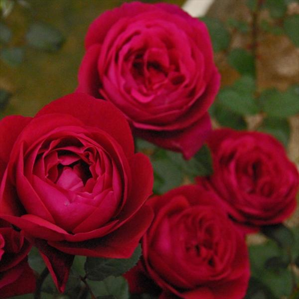 予約販売 バラ苗 バラ大苗 京阪園芸 はいから 四季咲き 薔薇 ばら 送料無料 赤 紫 kho 2月...