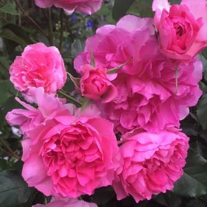 予約販売 バラ苗 バラ大苗 京阪園芸 スノートワ 四季咲き 薔薇 ばら