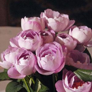 予約販売 バラ苗 バラ大苗 京阪園芸 スノートワ 四季咲き 薔薇 ばら