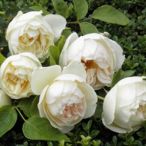 予約販売 バラ苗 バラ大苗 京阪園芸 たまくしげ 四季咲き 薔薇 ばら