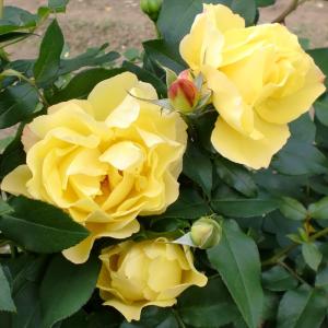 予約販売 バラ苗 バラ大苗 確実園 セレッソ 四季咲き 薔薇 ばら 送料