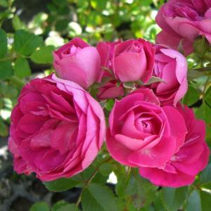 予約販売 バラ苗 バラ大苗 確実園 ハナグルマ 四季咲き 薔薇 ばら 送料