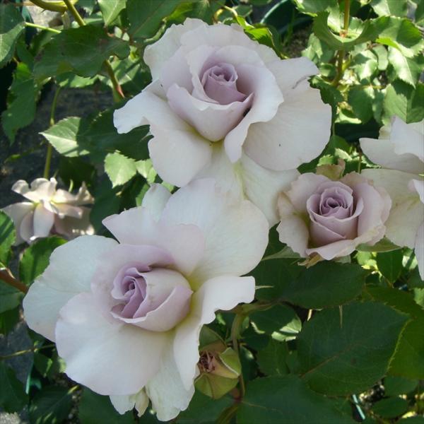 観葉植物・多肉植物の通販【フラワーネット日本花キ流通 Yahoo