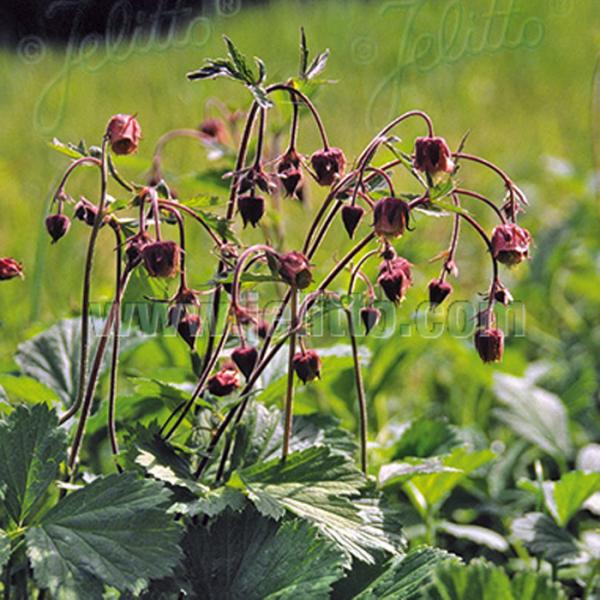 ゲウム 苗 リヴァレ 9cmポット 多年草 ガーデニング 花苗 宿根草苗 atm