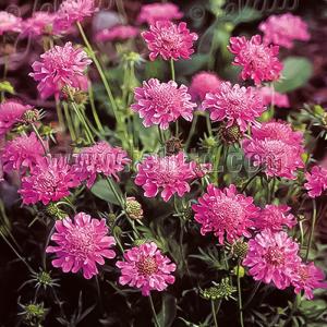 日本花キ流通 ラナンキュラス ポンポンシリーズ 苗 ポンポン イグルー