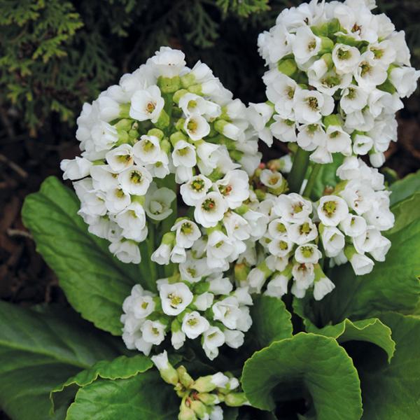 ベルゲニア 苗 スノータイム 9cmポット 多年草 ガーデニング 花苗 宿根草苗 atm