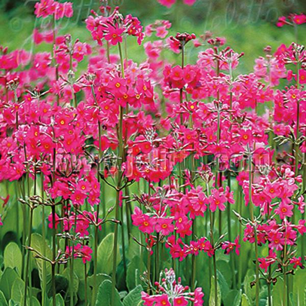 プリムラ 苗 ビージアナ 9cmポット 多年草 ガーデニング 花苗 宿根草苗 atm