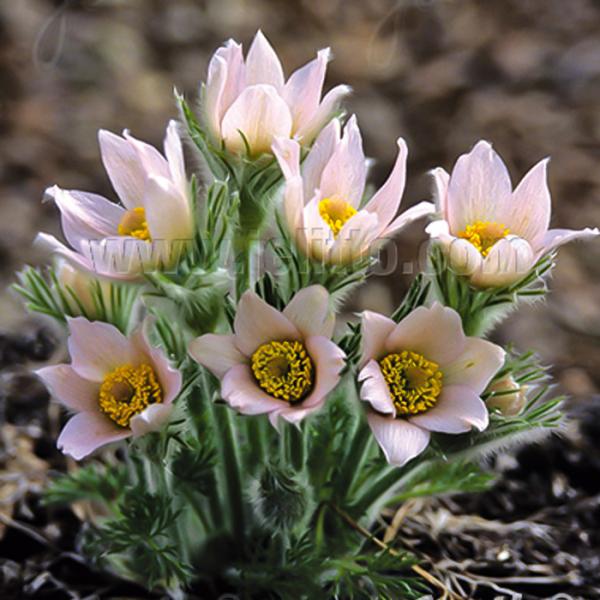 西洋オキナグサ 苗 パールベル 9cmポット 多年草 ガーデニング 花苗 宿根草苗 atm