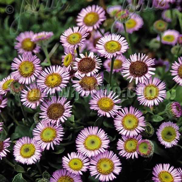 エリゲロン 苗 グラウカス 9cmポット 多年草 ガーデニング 花苗 宿根草苗 atm