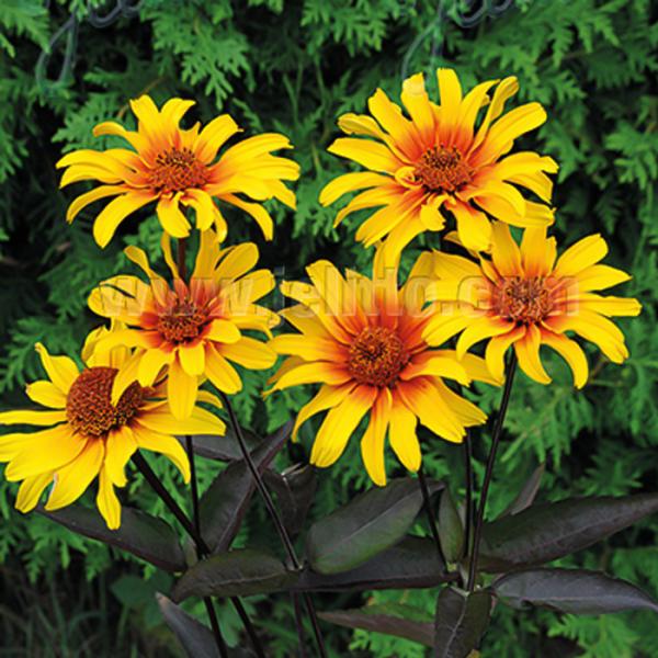 ヘリオプシス 苗 バーニングハーツ 9cmポット 多年草 ガーデニング 花苗 宿根草苗 atm