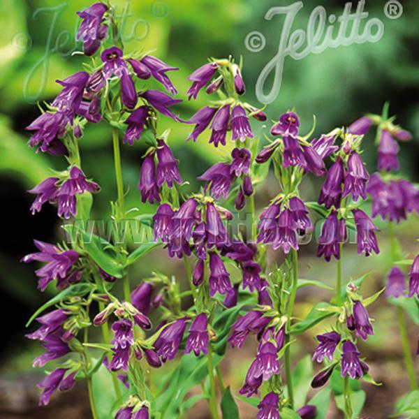 ペンステモン 苗 ウィッププレアヌス 9cmポット 多年草 ガーデニング 花苗 宿根草苗 atm