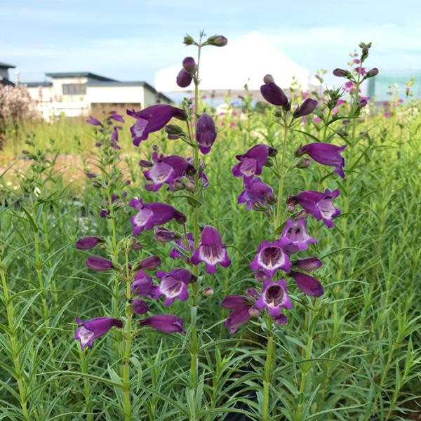 ペンステモン 苗 サンバーストアメジスト 9cmポット 多年草 ガーデニング 花苗 宿根草苗 atm