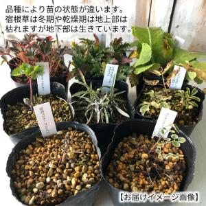 予約販売 ペンステモン 苗 サンバーストアメジ...の詳細画像3