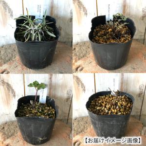 予約販売 ペンステモン 苗 サンバーストアメジ...の詳細画像5