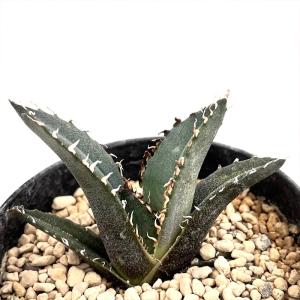 日本花キ流通 多肉植物 caアガベ チタノタ スナグルトゥース 多肉植物