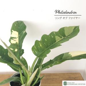 観葉植物 フィロデンドロン リングオブファイヤー...の商品画像