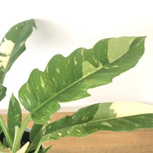 観葉植物 フィロデンドロン リングオブファイヤ...の詳細画像1