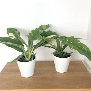 観葉植物 フィロデンドロン リングオブファイヤ...の詳細画像2
