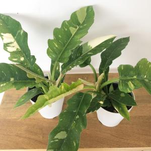 観葉植物 フィロデンドロン リングオブファイヤ...の詳細画像3