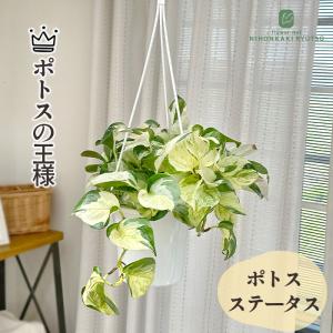 観葉植物 ポトス ステータス 5号 吊り鉢 吊り下げ ハンギング 観葉植物 室内 贈り物 プレゼント インテリア おしゃれ