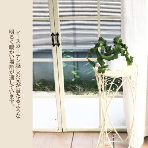 観葉植物 エピフィルム グアテマレンシス 4号...の詳細画像3