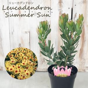 【良樹形】バンクシア アシュビー 5号スリット 苗 オージープランツ 訳あり株】バンクシア・アシュビー 5号ロングスリット鉢