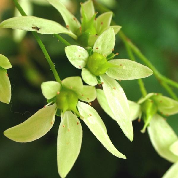 大文字草苗 緑仙 9cmポット ダイモンジソウ 山野草 多年草 imd