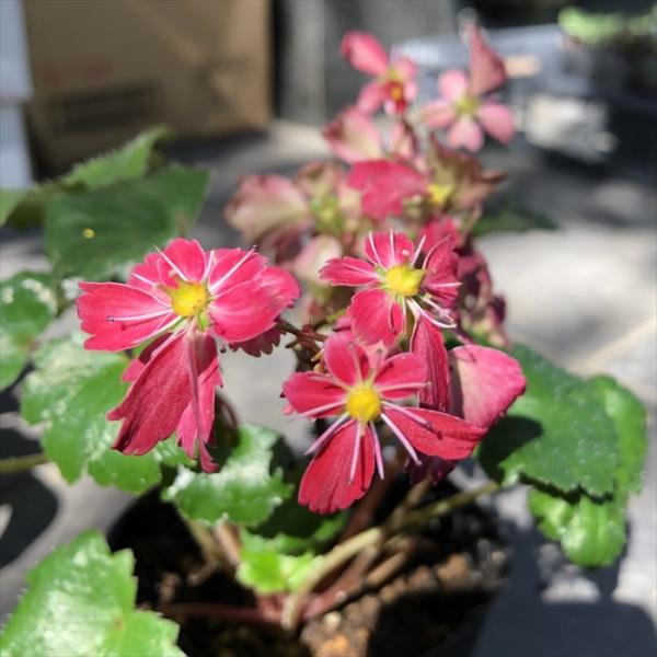 大文字草苗 桃珊瑚 9cmポット ダイモンジソウ 山野草 多年草 imd