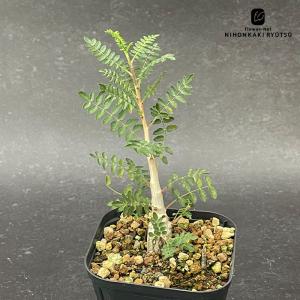 コーデックス：ユーフォルビア デシドゥア 蓬莱島*塊根幅11cm