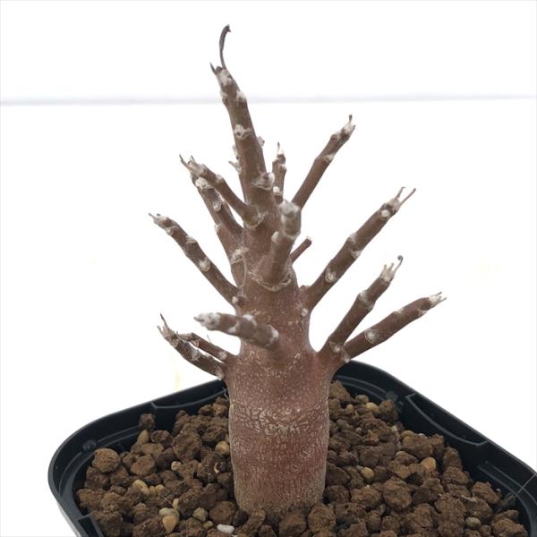 多肉植物 caオトンナ クエルシフォリア 実生 多肉植物 コーデックス 9cmポット