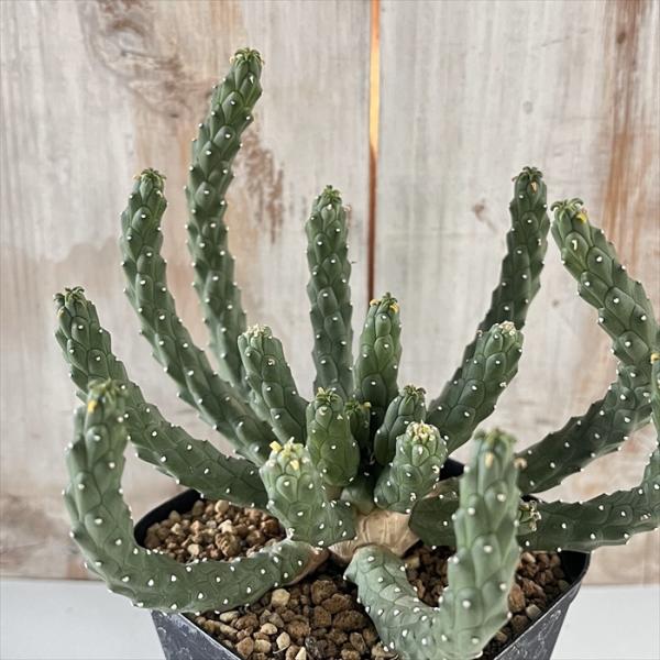 多肉植物 caユーフォルビア イネルミス 九頭竜 実生 多肉植物 コーデックス 9cmポット