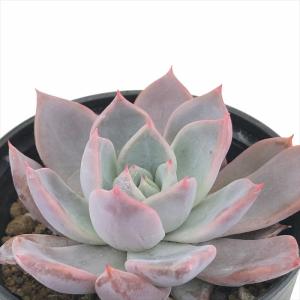 日本花キ流通 多肉植物 caアエオニウム サンバースト綴化 多肉植物
