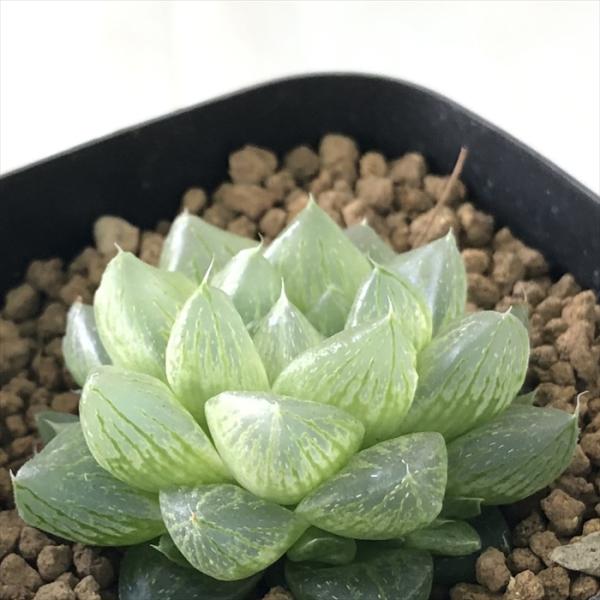 多肉植物 kubハオルチア 光るオブツーサ 多肉植物 ハオルチア 7.5cmポット