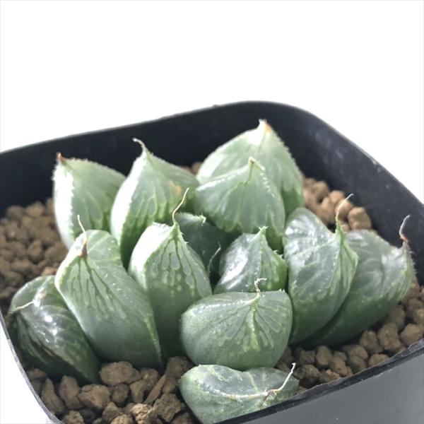 多肉植物 kubハオルチア 大型オラソニー 三仙寿 多肉植物 ハオルチア 7.5cmポット