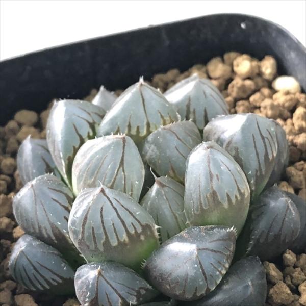多肉植物 kubハオルチア ブラックオブツーサ 多肉植物 ハオルチア 7.5cmポット