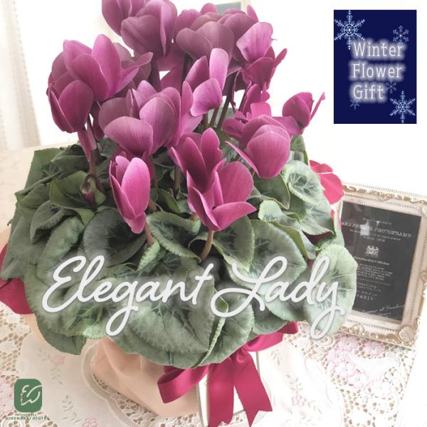 予約販売 極上シクラメン エレガントレディ 5号鉢 送料無料 ラッピング付き 大栄花園 冬ギフト 花...