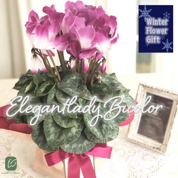 予約販売 極上シクラメン エレガントレディバイカラー 5号鉢 送料無料 ラッピング付き 大栄花園 冬...