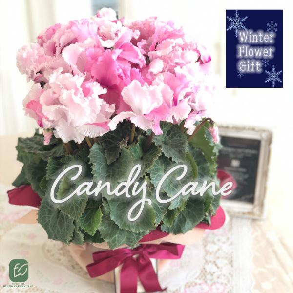 予約販売 極上シクラメン キャンディケイン 5号鉢 送料無料 ラッピング付き 大栄花園 冬ギフト 花...
