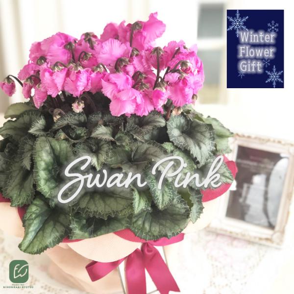 予約販売 極上シクラメン スワンピンク 5号鉢 送料無料 ラッピング付き 大栄花園 冬ギフト 花 鉢...