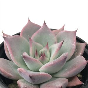 多肉植物 botエケベリア No.04 梅ノ音 BOTAVERIA ボタベリア 見元園芸