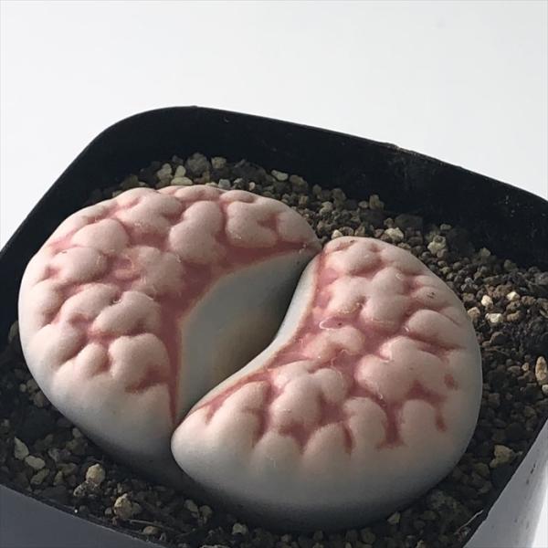 多肉植物 asリトープス 大型トップレッド 多肉植物 メセン 7.5cmポット