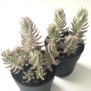 多肉植物 hmセダム カメレオン錦 多肉植物 ...の詳細画像1